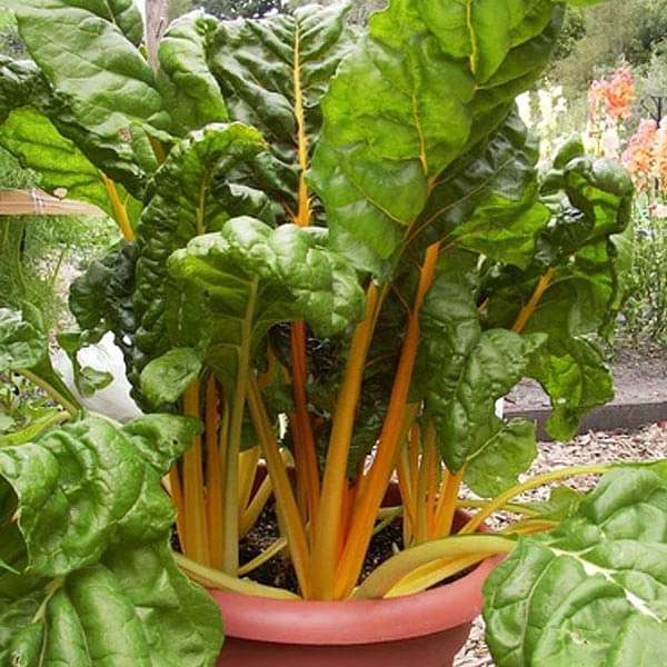 Swiss Chard Bright Yellow Imported Vegetable Seeds
